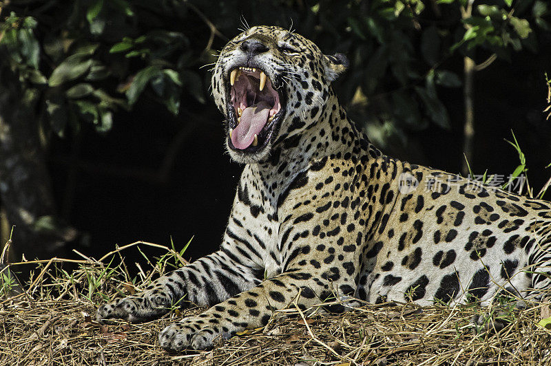 美洲虎(Panthera onca)是一种大型猫科动物，是美洲虎属猫科动物，是美洲唯一现存的美洲虎物种，在巴西潘塔纳尔发现。打哈欠，露出牙齿和舌头。